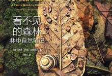 看不见的森林-淇淇有料