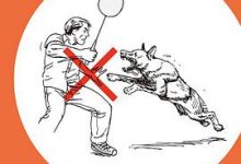 特工训练手册：危急时刻如何绝处逢生-淇淇有料