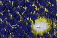 献给阿尔吉侬的花束-淇淇有料